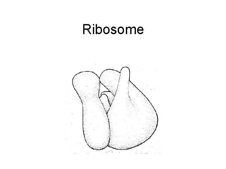 Ribosome 