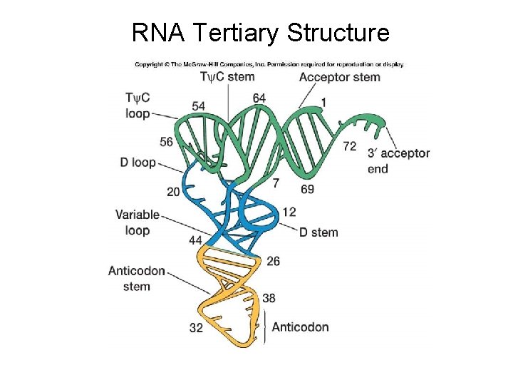 RNA Tertiary Structure 
