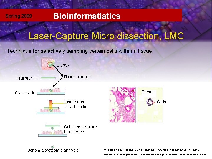 Spring 2009 Bioinformatiatics Laser-Capture Micro dissection, LMC Laser capture Technique for selectively sampling certain