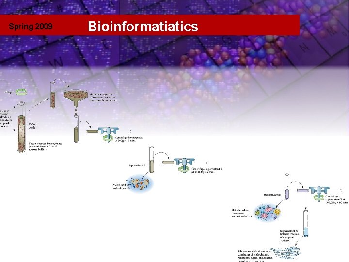 Spring 2009 Bioinformatiatics Template 