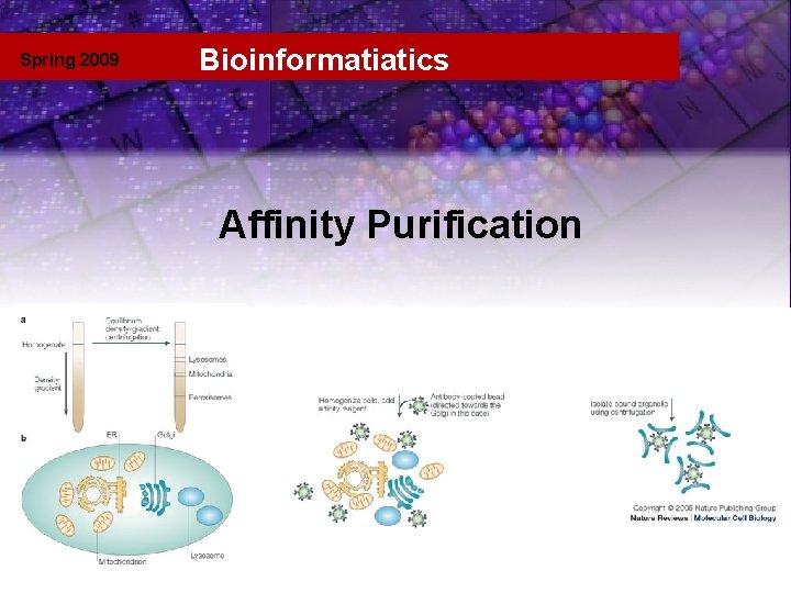 Spring 2009 Bioinformatiatics Fractionation Affinity Purification 