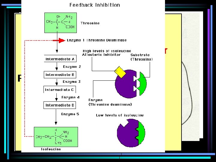 Non Competitive inhibitors • Non Competitive Inhibitors (two types) – Reversible bind non-covalently, reversibly