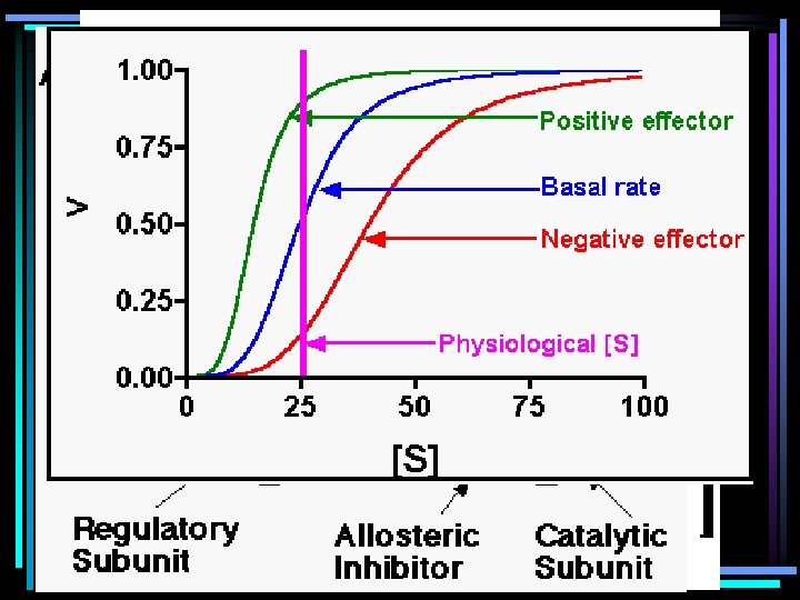 Allosteric Regulation • Allosteric = other (allo) steric (space/site) • Some enzymes have alternative