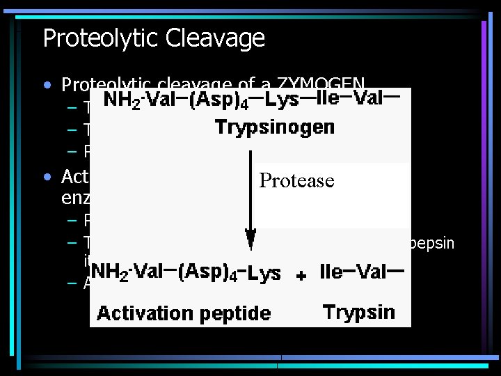 Proteolytic Cleavage • Proteolytic cleavage of a ZYMOGEN – To produce active enzyme e.