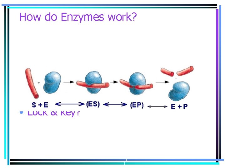 How do Enzymes work? • Lock & key? 