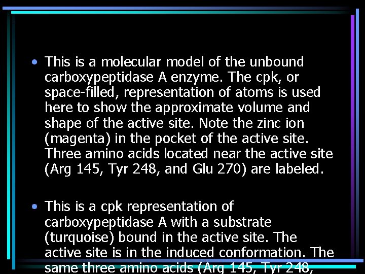  • This is a molecular model of the unbound carboxypeptidase A enzyme. The