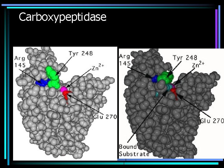 Carboxypeptidase 