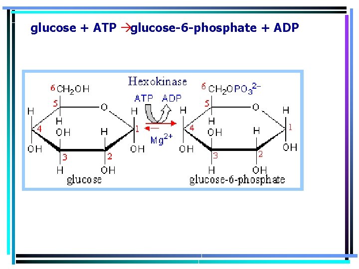 glucose + ATP à glucose-6 -phosphate + ADP 
