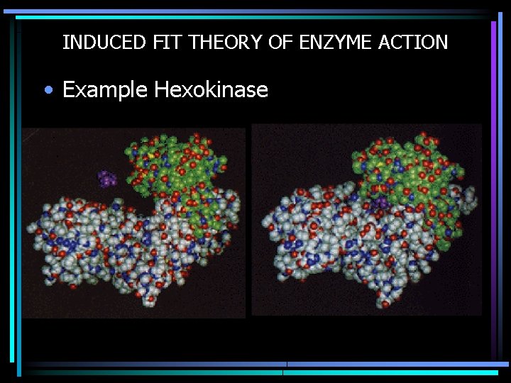 INDUCED FIT THEORY OF ENZYME ACTION • Example Hexokinase 