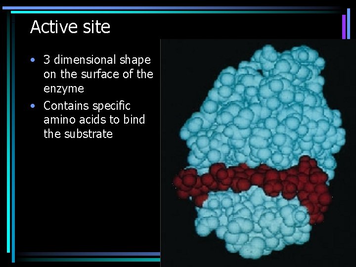 Active site • 3 dimensional shape on the surface of the enzyme • Contains