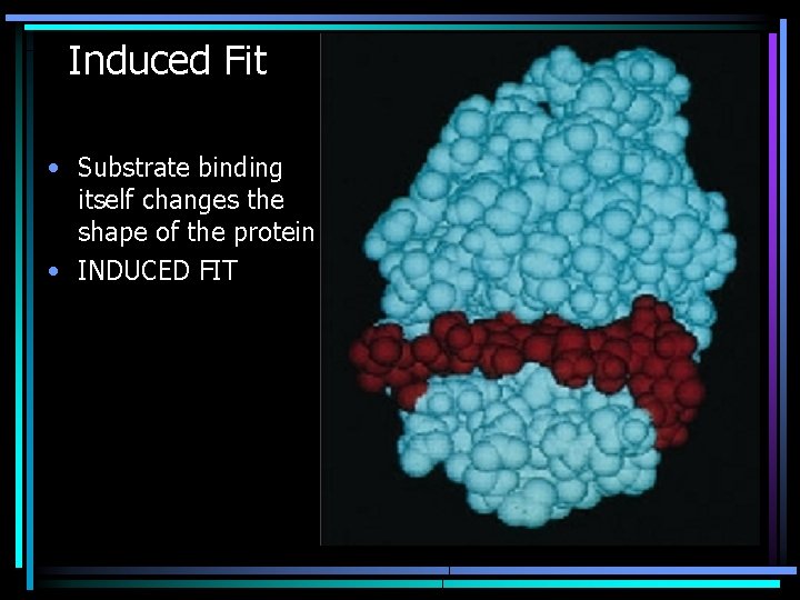 Induced Fit • Substrate binding itself changes the shape of the protein • INDUCED