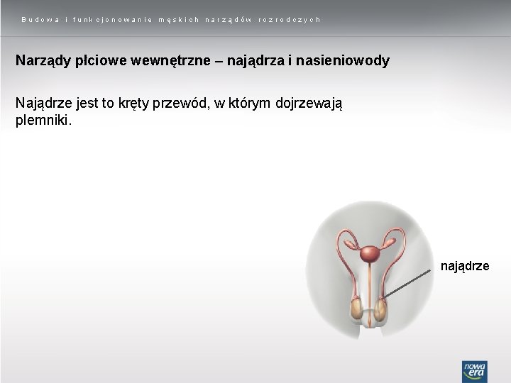 Budowa i funkcjonowanie męskich narządów rozrodczych Narządy płciowe wewnętrzne – najądrza i nasieniowody Najądrze