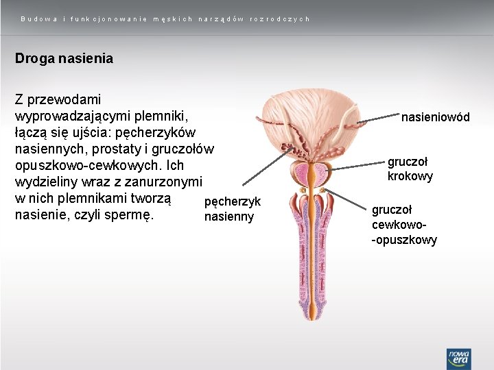 Budowa i funkcjonowanie męskich narządów rozrodczych Droga nasienia Z przewodami wyprowadzającymi plemniki, łączą się