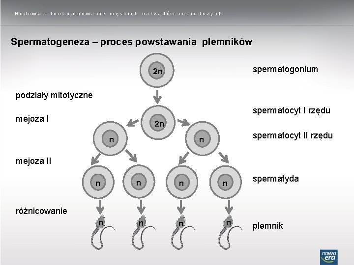 Budowa i funkcjonowanie męskich narządów rozrodczych Spermatogeneza – proces powstawania plemników spermatogonium 2 n