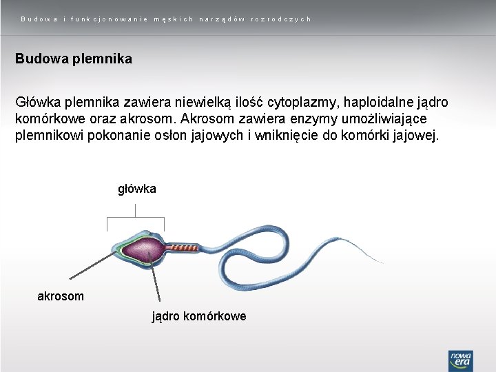 Budowa i funkcjonowanie męskich narządów rozrodczych Budowa plemnika Główka plemnika zawiera niewielką ilość cytoplazmy,