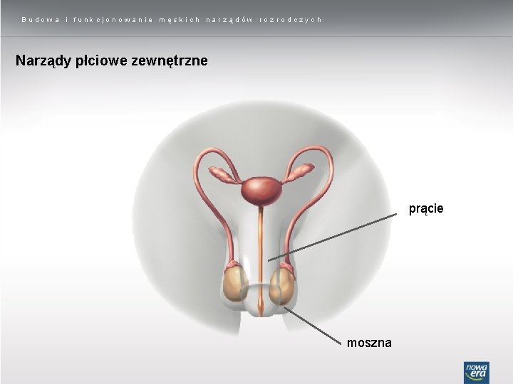 Budowa i funkcjonowanie męskich narządów rozrodczych Narządy płciowe zewnętrzne prącie moszna 