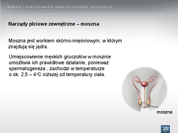 Budowa i funkcjonowanie męskich narządów rozrodczych Narządy płciowe zewnętrzne – moszna Moszna jest workiem