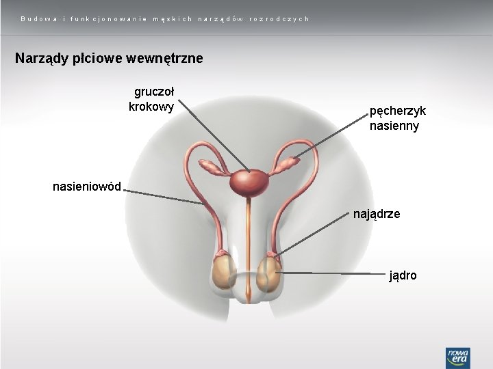 Budowa i funkcjonowanie męskich narządów rozrodczych Narządy płciowe wewnętrzne gruczoł krokowy pęcherzyk nasienny nasieniowód