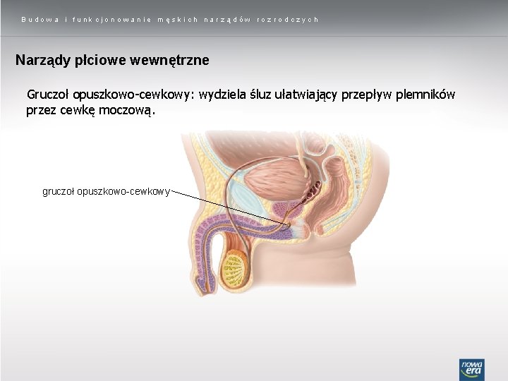 Budowa i funkcjonowanie męskich narządów rozrodczych Narządy płciowe wewnętrzne Gruczoł opuszkowo-cewkowy: wydziela śluz ułatwiający