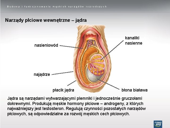 Budowa i funkcjonowanie męskich narządów rozrodczych Narządy płciowe wewnętrzne – jądra nasieniowód kanaliki nasienne