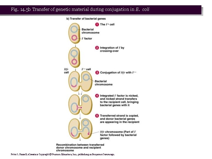 Fig. 14. 5 b Transfer of genetic material during conjugation in E. coli Peter