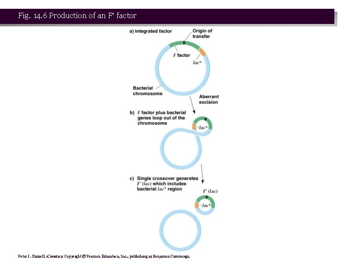 Fig. 14. 6 Production of an F factor Peter J. Russell, i. Genetics: Copyright