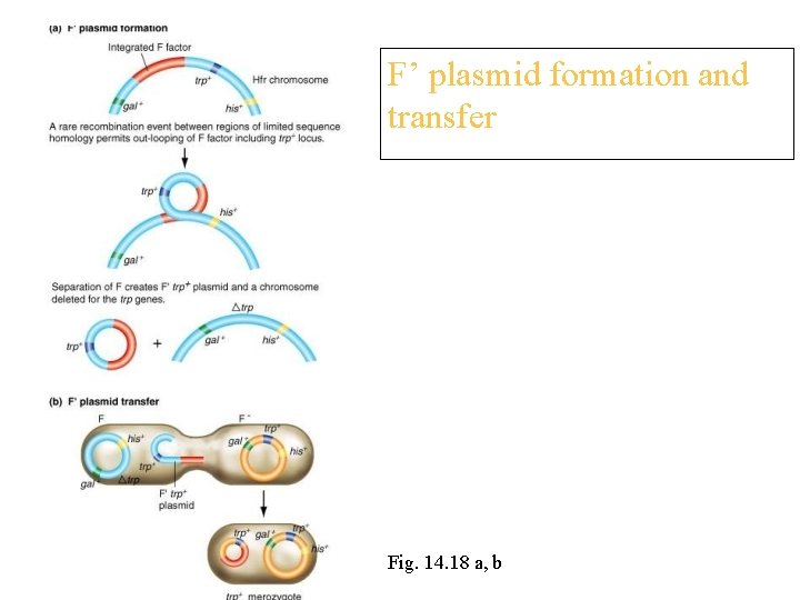 F’ plasmid formation and transfer Fig. 14. 18 a, b 