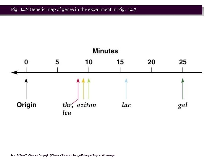 Fig. 14. 8 Genetic map of genes in the experiment in Fig. 14. 7