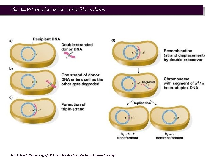 Fig. 14. 10 Transformation in Bacillus subtilis Peter J. Russell, i. Genetics: Copyright ©