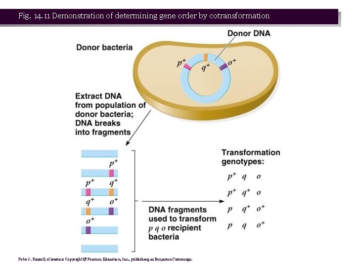 Fig. 14. 11 Demonstration of determining gene order by cotransformation Peter J. Russell, i.