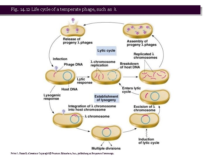 Fig. 14. 12 Life cycle of a temperate phage, such as Peter J. Russell,