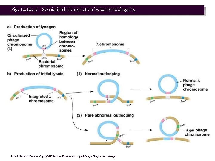 Fig. 14 a, b Specialized transduction by bacteriophage Peter J. Russell, i. Genetics: Copyright