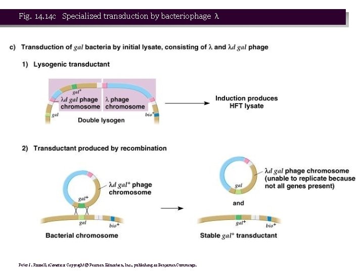 Fig. 14 c Specialized transduction by bacteriophage Peter J. Russell, i. Genetics: Copyright ©
