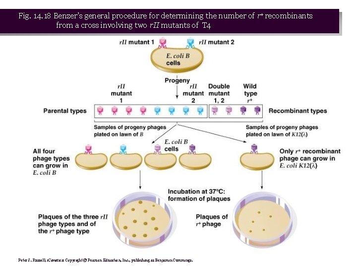 Fig. 14. 18 Benzer’s general procedure for determining the number of r+ recombinants from