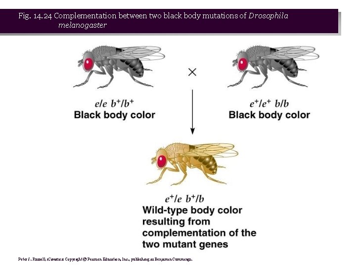 Fig. 14. 24 Complementation between two black body mutations of Drosophila melanogaster Peter J.