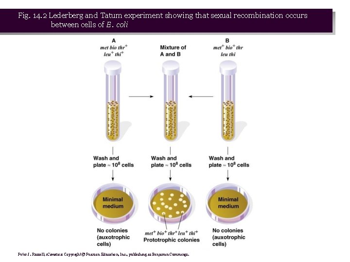 Fig. 14. 2 Lederberg and Tatum experiment showing that sexual recombination occurs between cells