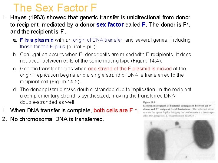 The Sex Factor F 1. Hayes (1953) showed that genetic transfer is unidirectional from