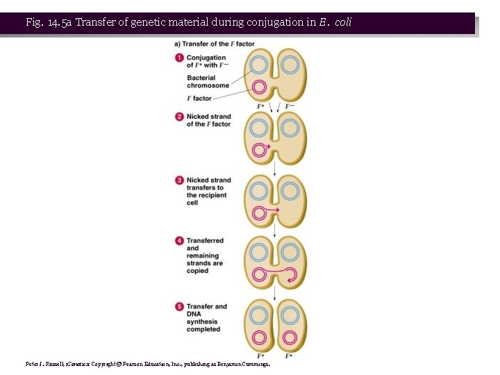 Fig. 14. 5 a Transfer of genetic material during conjugation in E. coli Peter