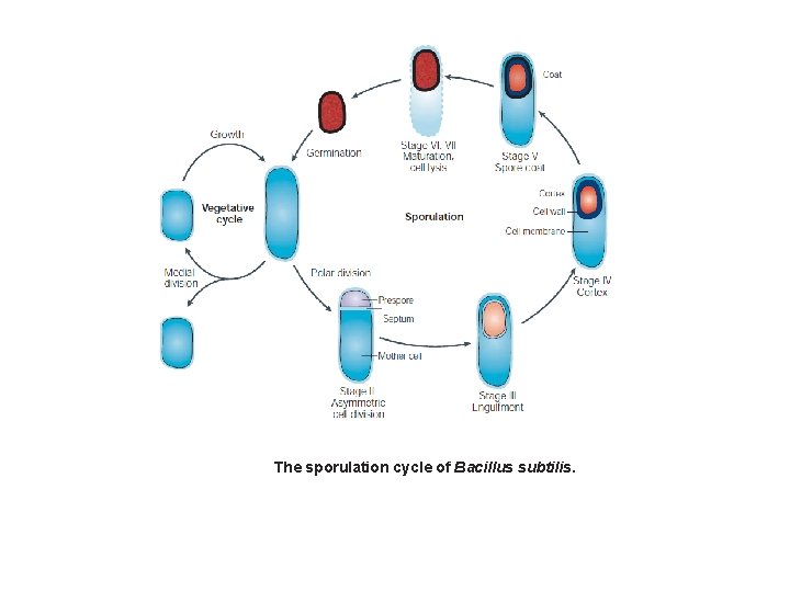 The sporulation cycle of Bacillus subtilis. 