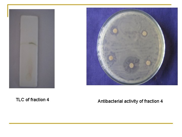 TLC of fraction 4 Antibacterial activity of fraction 4 TLC of fraction 4 Antibacterial activity of fraction 4
