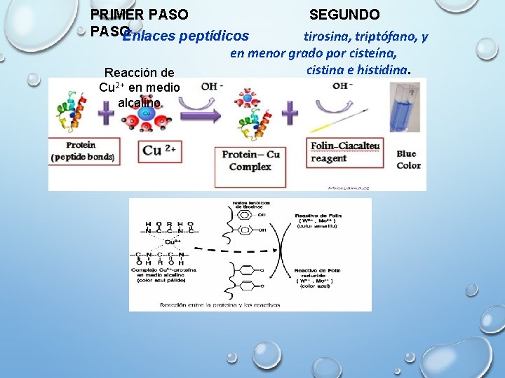 PRIMER PASO Enlaces peptídicos Reacción de Cu 2+ en medio alcalino SEGUNDO tirosina, triptófano,