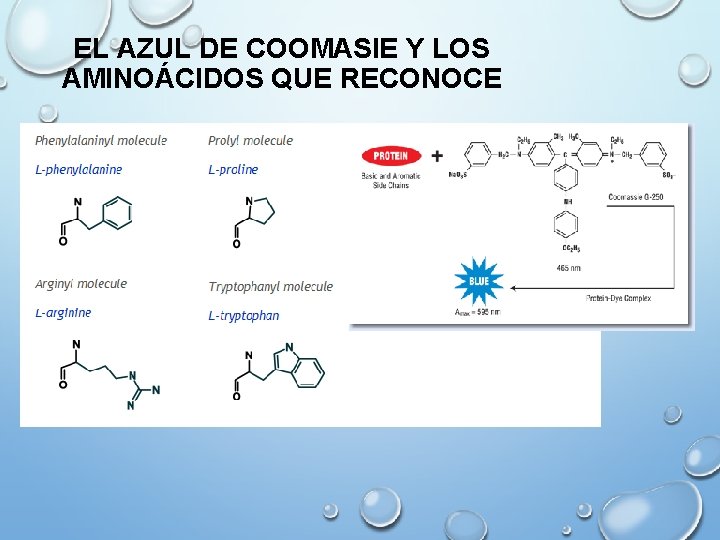 EL AZUL DE COOMASIE Y LOS AMINOÁCIDOS QUE RECONOCE 