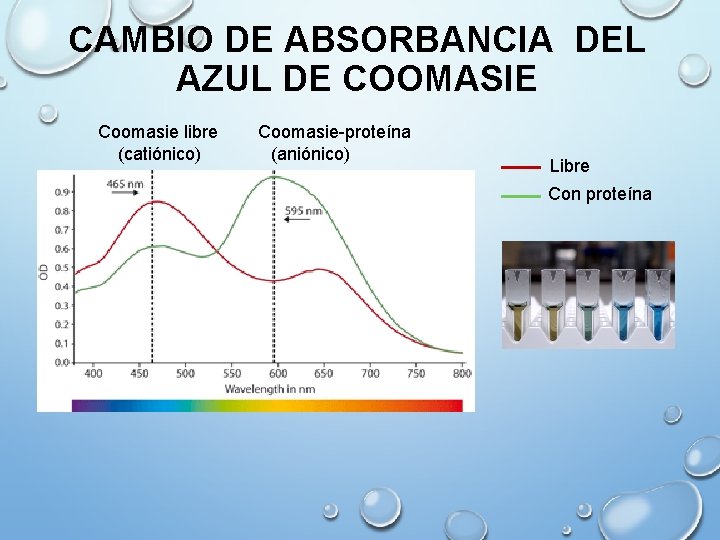 CAMBIO DE ABSORBANCIA DEL AZUL DE COOMASIE Coomasie libre (catiónico) Coomasie-proteína (aniónico) Libre Con