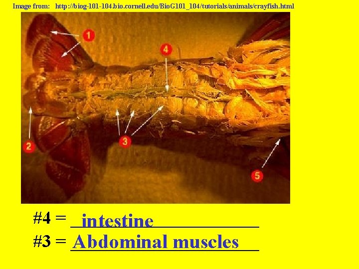 Image from: http: //biog-101 -104. bio. cornell. edu/Bio. G 101_104/tutorials/animals/crayfish. html #4 = ___________