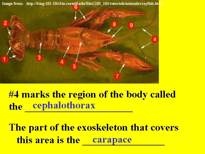 Image from: http: //biog-101 -104. bio. cornell. edu/Bio. G 101_104/tutorials/animals/crayfish. html #4 marks the