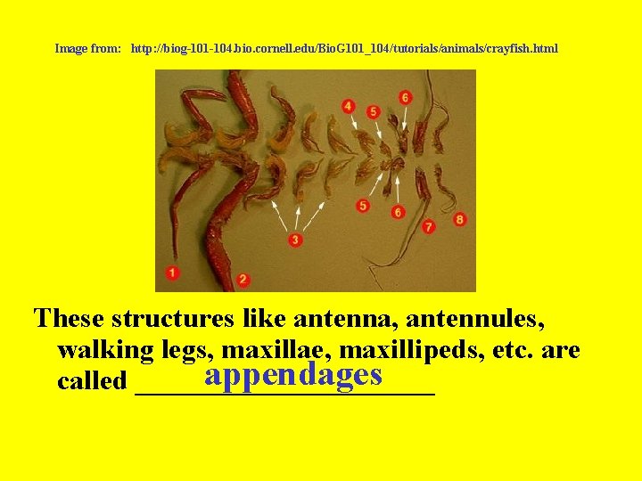 Image from: http: //biog-101 -104. bio. cornell. edu/Bio. G 101_104/tutorials/animals/crayfish. html These structures like