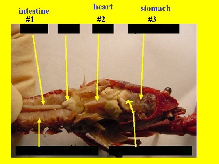 intestine #1 heart #2 Abdominal muscle stomach #3 