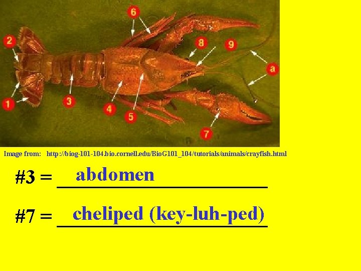 Image from: http: //biog-101 -104. bio. cornell. edu/Bio. G 101_104/tutorials/animals/crayfish. html abdomen #3 =