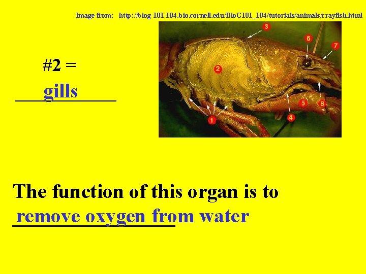 Image from: http: //biog-101 -104. bio. cornell. edu/Bio. G 101_104/tutorials/animals/crayfish. html #2 = ______