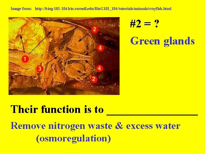 Image from: http: //biog-101 -104. bio. cornell. edu/Bio. G 101_104/tutorials/animals/crayfish. html #2 = ?